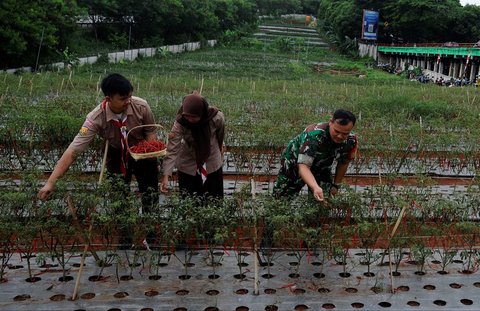 FOTO: Momen Prajurit TNI dan Pelajar Panen Cabai Merah di Lahan Tidur Pinggir Tol Depok