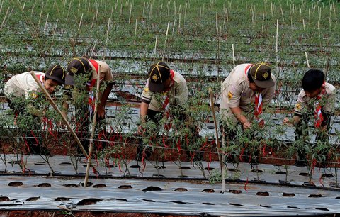 FOTO: Momen Prajurit TNI dan Pelajar Panen Cabai Merah di Lahan Tidur Pinggir Tol Depok