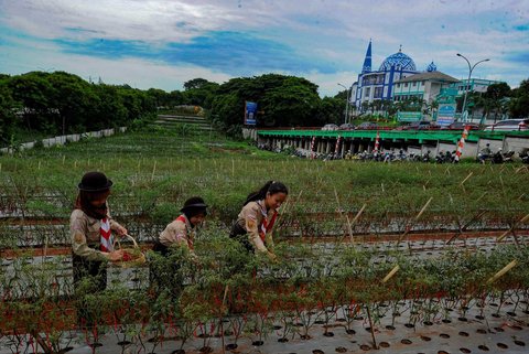 FOTO: Momen Prajurit TNI dan Pelajar Panen Cabai Merah di Lahan Tidur Pinggir Tol Depok