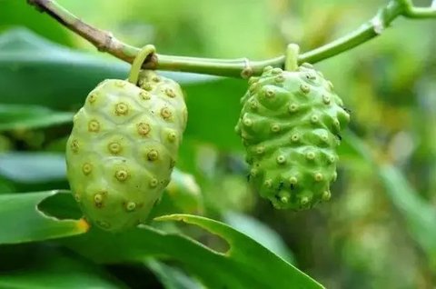 Resep Air Rebusan Mengkudu, Minuman Herbal Penakluk Kolesterol dan Asam Urat