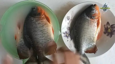 Trik Ampuh Pakai Air Beras untuk Ikan Bawal yang Segar dan Harum