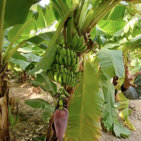 Mirip di Indonesia, Begini Suasana Pinggiran Kota Mekkah Subur Banyak Tumbuh Pohon Pisang hingga Nangka