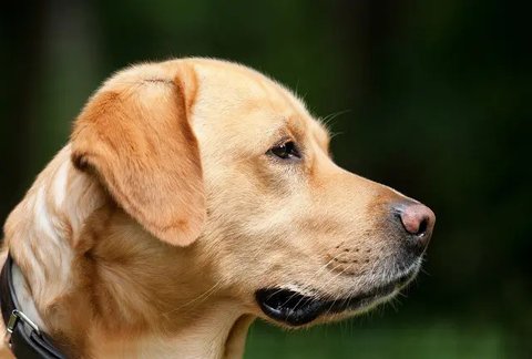 Taiwan Kerahkan Anjing untuk Deteksi Pohon yang Terkena Penyakit,  Begini Caranya