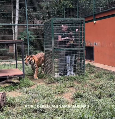 Awalnya Pede Nekat Masuk Kandang Harimau Milik Alshad Ahmad, Intip Aksi Aisar Khaled Berujung Tak Terduga