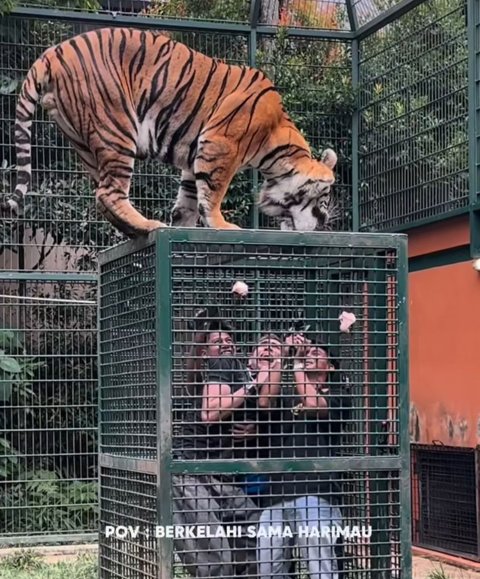 Awalnya Pede Nekat Masuk Kandang Harimau Milik Alshad Ahmad, Intip Aksi Aisar Khaled Berujung Tak Terduga