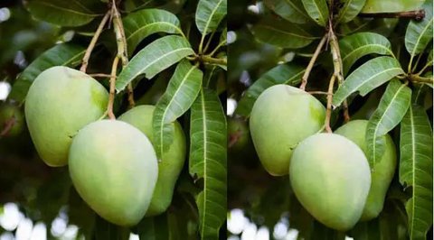 Rahasia Daun Mangga yang Jarang Diketahui, Ampuh Jaga Kesehatan dan Stabilkan Gula Darah