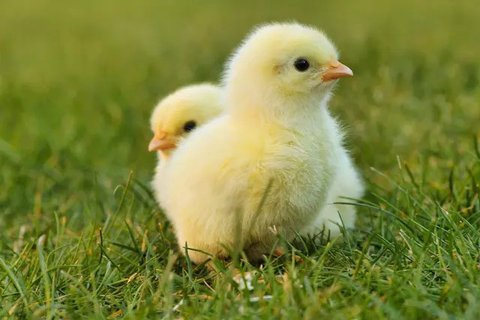 Aneh tapi Nyata, Pria ini Tewas Gara-gara Telan Anak Ayam Hidup-hidup, Begini Tujuannya