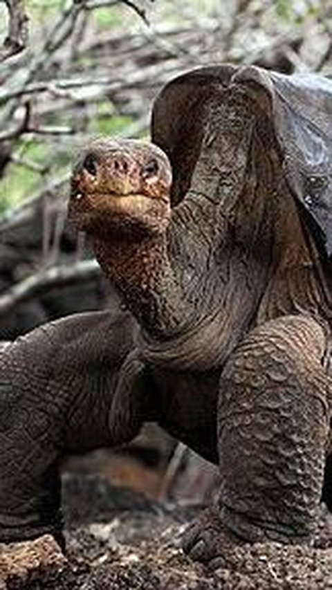 Kura-kura Galápagos, salah satu hewan endemik paling ikonik di Kepulauan Galápagos, juga memberikan nama untuk pulau-pulau tersebut.