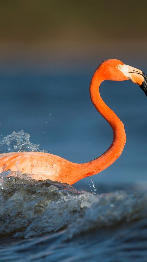 <b>American Flamingo</b>