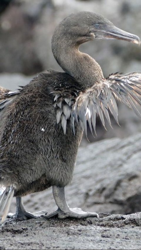 <em>Flightless Cormorant</em>