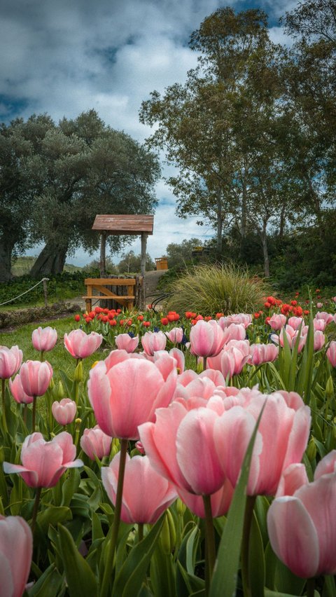 Tulip Adalah Anggota Keluarga Lily