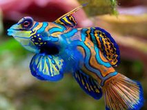 <b><br>Mandarinfish (Synchiropus splendidus)</b><br>