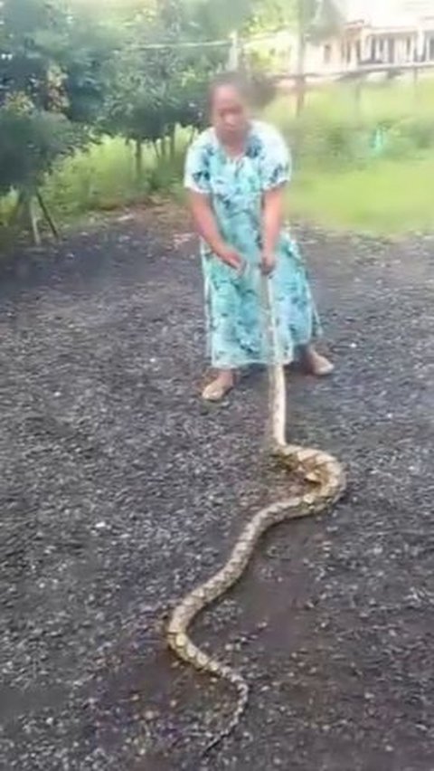 Aksi emak-emak tangkap ular dengan tangan kosong, <br>