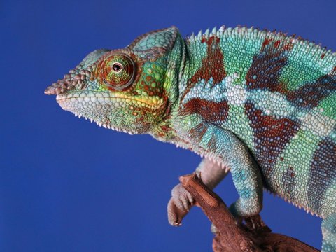 Panther Chameleon (Furcifer pardalis)