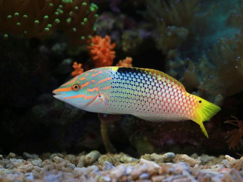 Parrotfish (Scaridae or Scarinae)