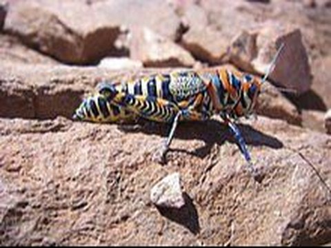 Rainbow Grasshopper (Dactylotum bicolor)