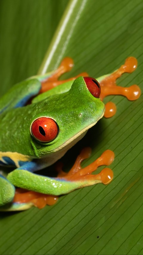 <b>Red-Eyed Tree Frog (Agalychnis callidryas)</b><br>