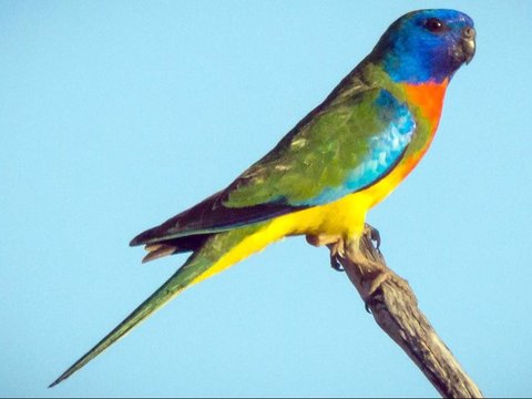 Scarlet-Chested Parrot (Neophema splendida)