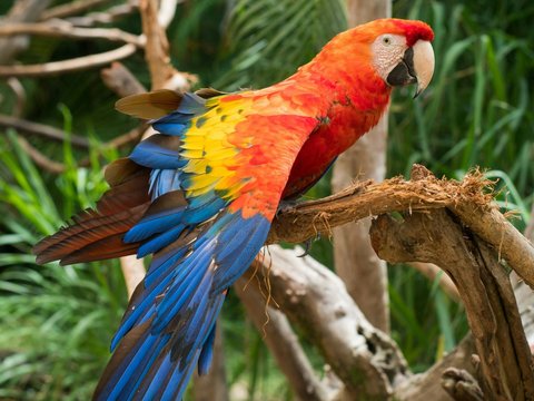 Scarlet Macaw (Ara macao)