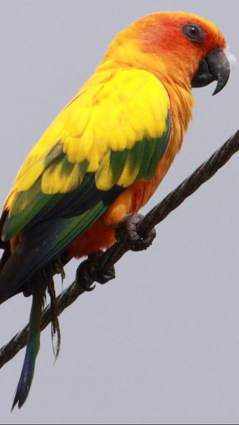 <b>Sun Conure (Aratinga solstitialis)</b><br>