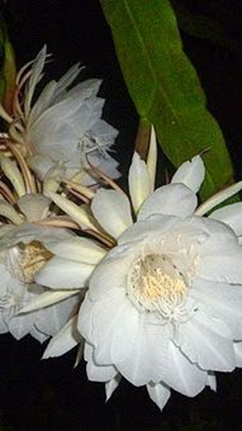 <b>Kadupul Flower atau Bunga Wijaya Kusuma</b>