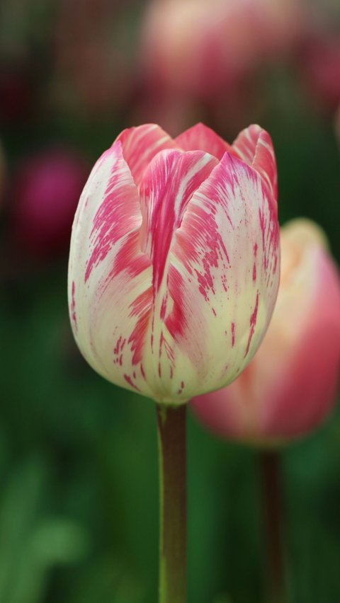 Bentuk Bunga Tulip Cukup Simetris<br>