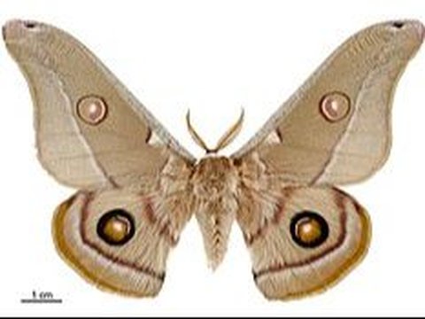2. Polyphemus Moth