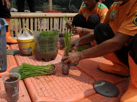 FOTO: Kreativitas Petugas UPS Badan Air Dinas Lingkungan Hidup Jakarta Mengubah Waduk Elok Menjadi Sawah Apung