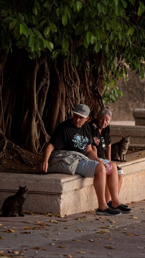 Warga setempat menolak untuk mengusir kucing-kucing tersebut dan menganggap mereka sebagai salah satu atraksi wisata. Foto: RICARDO ARDUENGO / AFP<br>