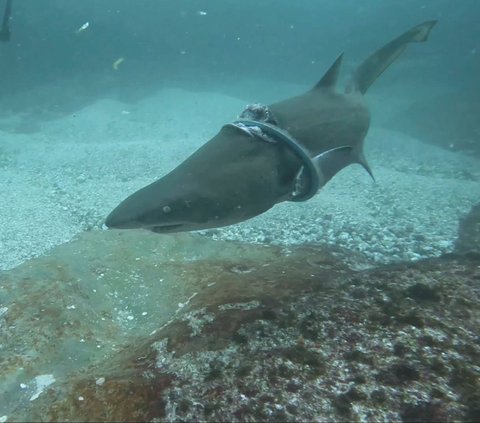 Penampakan seekor hiu abu-abu dengan cincin besi menjerat tubuhnya di dekat Seal Rock, New South Wales, Australia, dalam tangkapan layar yang diambil dari video yang dibagikan Forster Dive Center melalui akun Instagram miliknya, pada 24 Maret 2024. Pemandangan ini menggambarkan ancaman sampah laut terhadap ekosistem, termasuk ikan-ikan di lautan. Forster Dive Centre/REUTERS