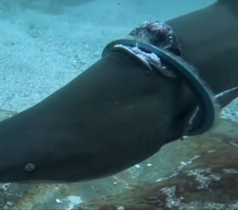 FOTO: Penampakan Seekor Hiu Terjebak Cincin Besi di Seal Rock Australia, Tubuh Terluka dan Sirip Terjepit