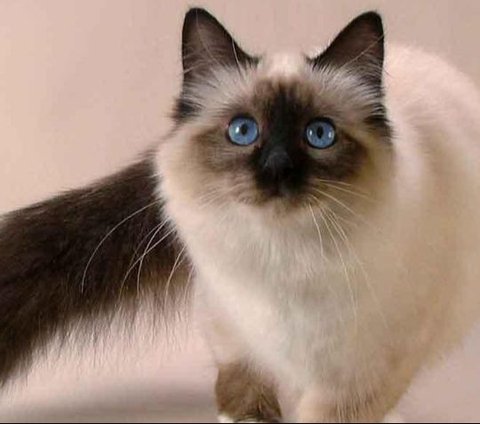 Types of Cats that are Often Kept as Pets and Have Cute and Adorable Characteristics