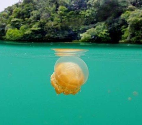 Eksotisme Kepulauan Derawan Surga Bawah Laut Indonesia, Habitat Ubur-Ubur Tak Berbahaya