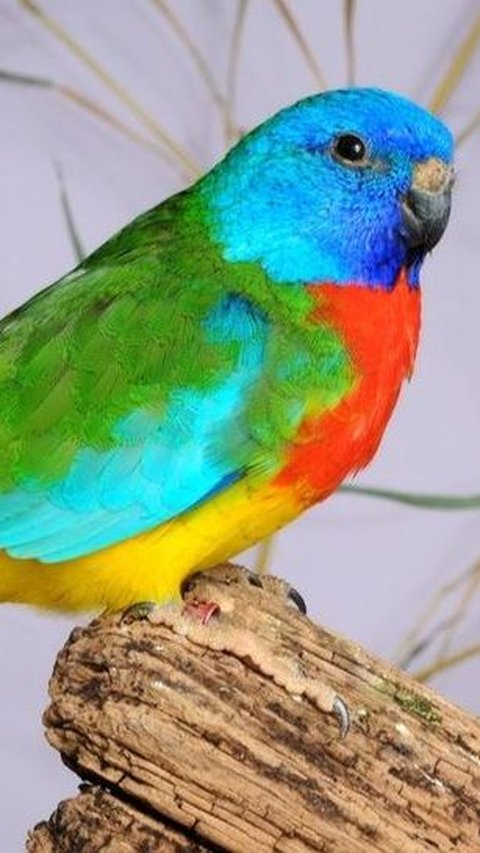 25. Golden Chested Parrot