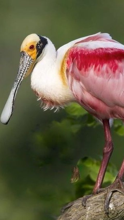 26. Rose Spoonbill Bird
