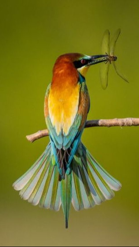 28. European Bee-eater