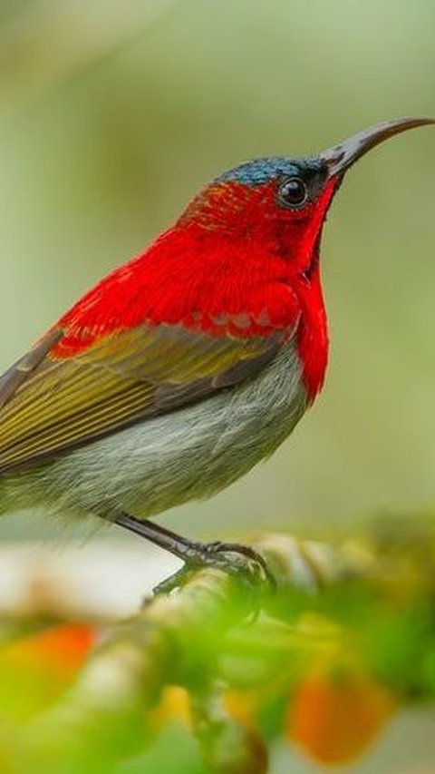 29. Red Sunbird