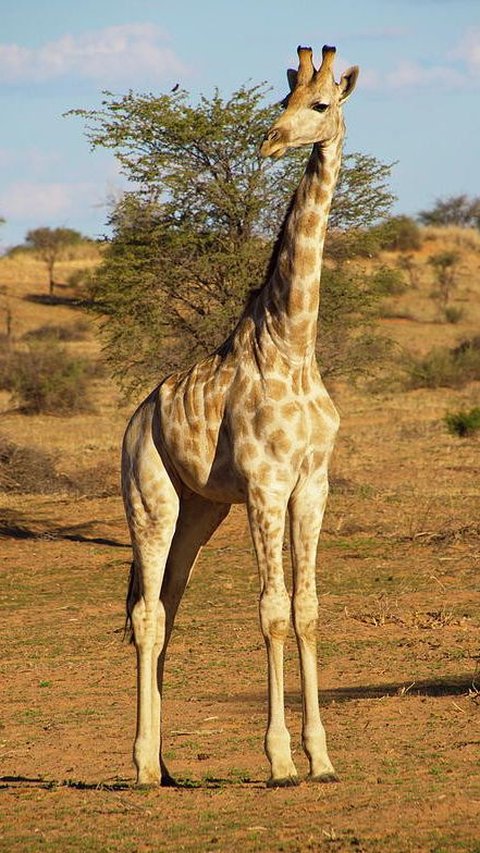 11. Giraffe