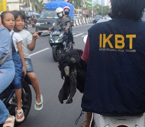 FOTO: Gaya Pembeli Serbu Hewan Kurban Sehari Jelang Iduladha, Mulai dari Kambing Naik Motor sampai Naik Bajaj