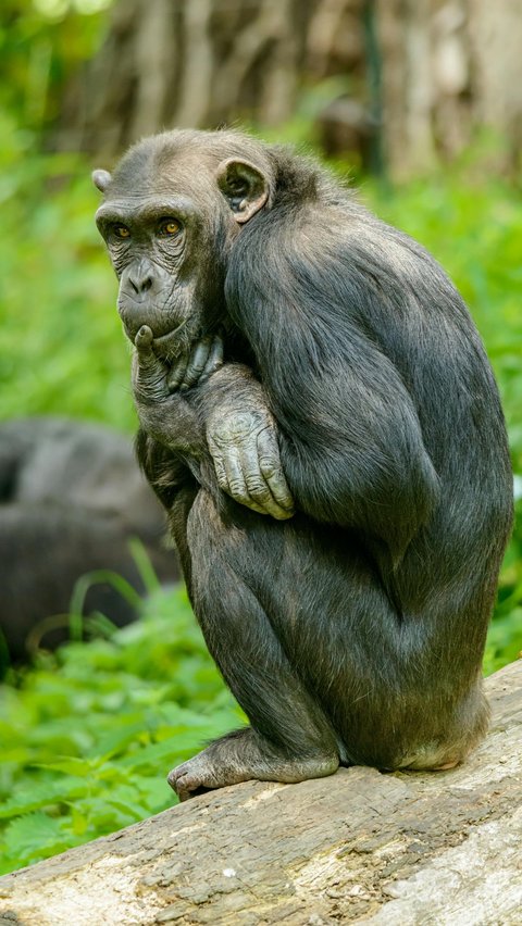 Chimpanzees: Engaging in Cannibalism Due to Food Competition