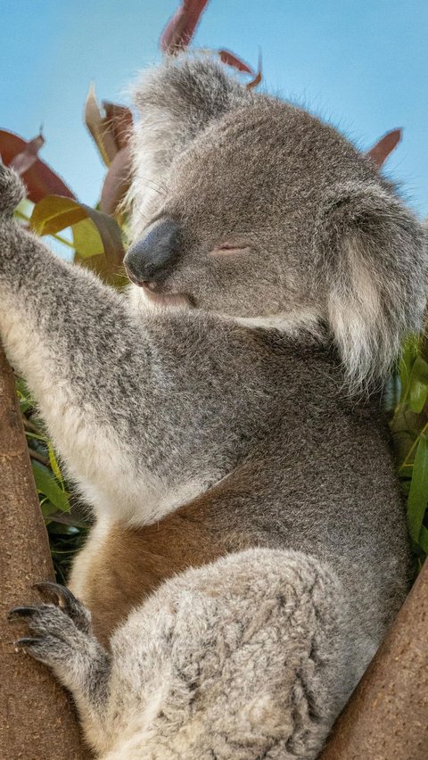 <b>Koala: Tidur Selama 18-22 Jam Sehari</b><br>
