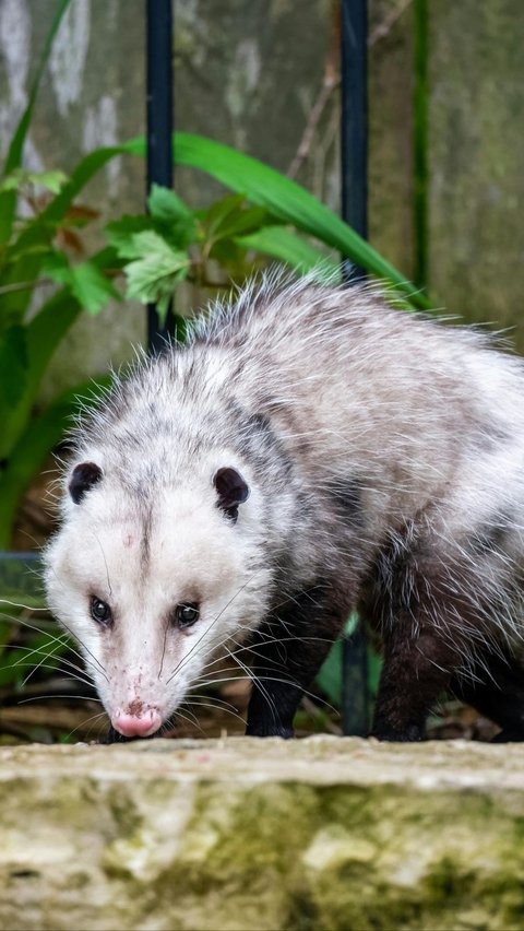 <b>Opossum: Tidur Hingga 18 Jam Sehari</b><br>