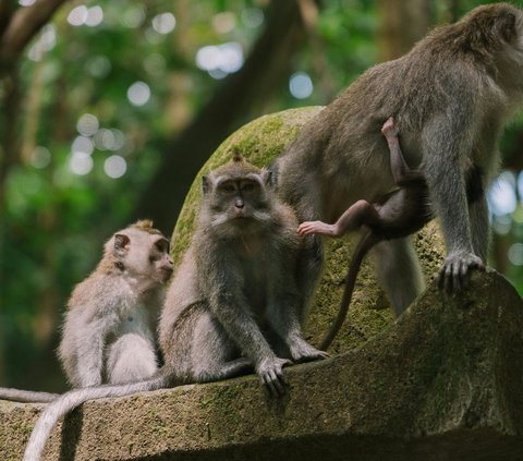 Tanpa Cinta, 7 Hewan Ini Bereproduksi Hanya untuk Kesenangan Saja