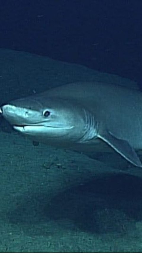 9. Bluntnose Sixgill Shark (Hiu Sapi)<br>