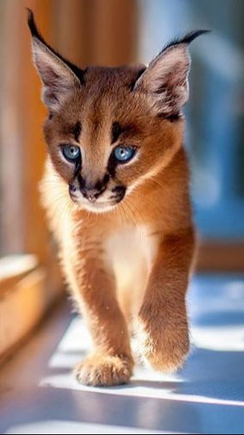 10. Kucing Caracal<br>