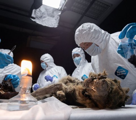 FOTO: Iluwan Rusia Bedah Bangkai Serigala Purba Berusia 44.000 Tahun, Ini Penampakannya