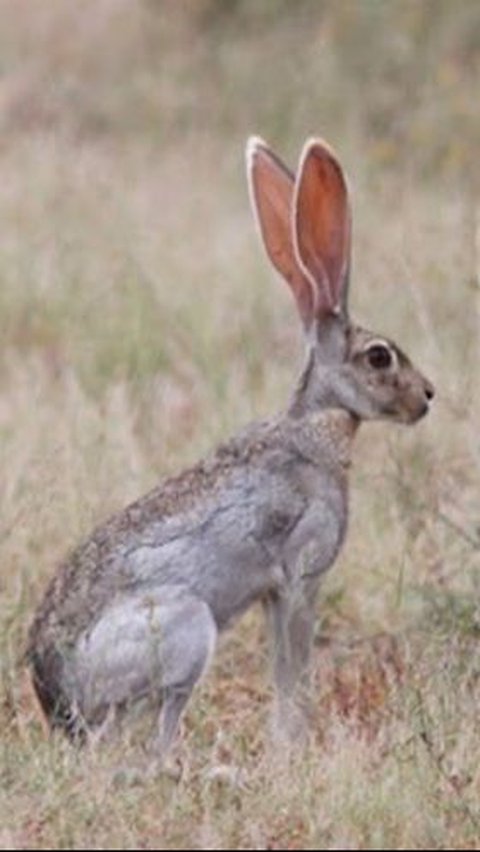 4. Kelinci Antelope<br>