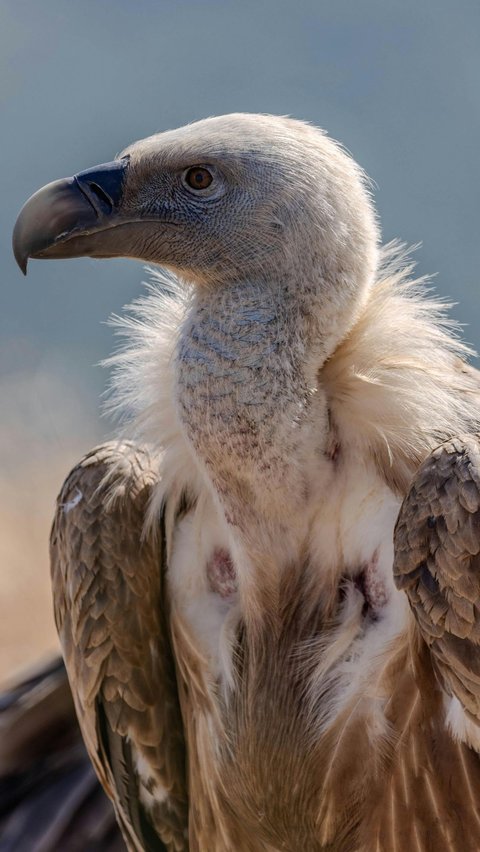 Bird Hearing/Vultures