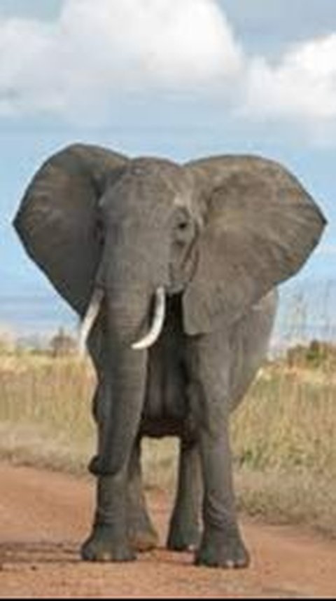 9. Gajah<br>