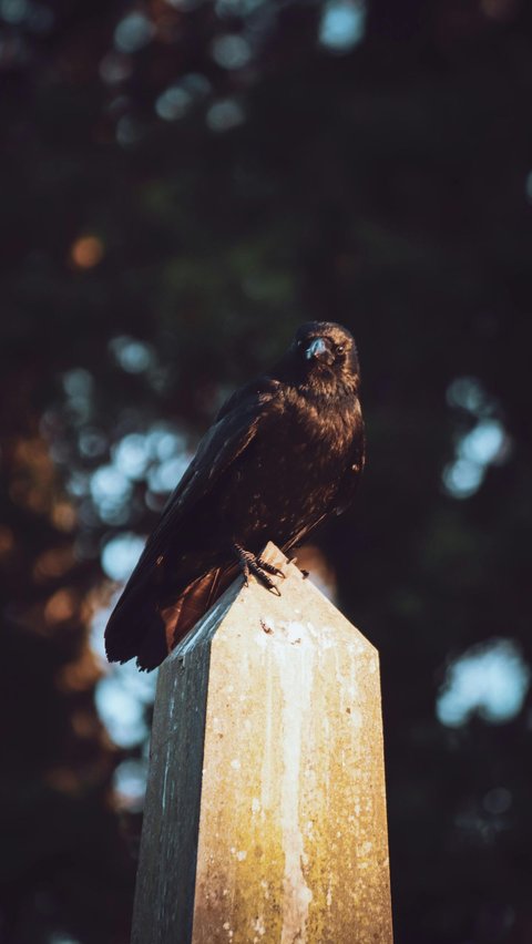 <b>Burung Ravens, Pembawa Kabar Kematian</b>